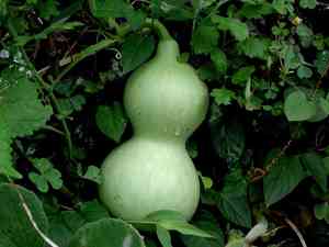 Bottle gourd(Lagenaria siceraria)