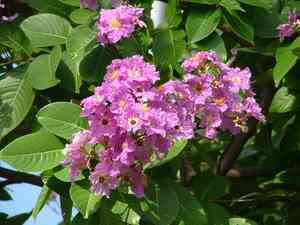 Pride of India(Lagerstroemia speciosa)