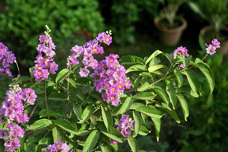 Pride of India(Lagerstroemia speciosa)