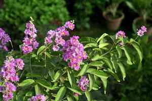 Pride of India(Lagerstroemia speciosa)