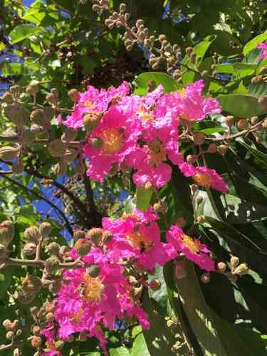 Pride of India(Lagerstroemia speciosa)