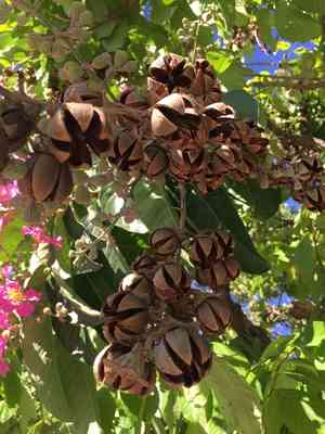 Pride of India(Lagerstroemia speciosa)