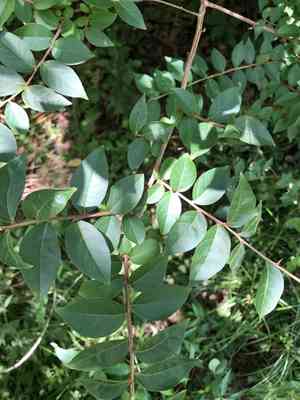 Crape myrtles (Lagerstroemia)(Lagerstroemia)