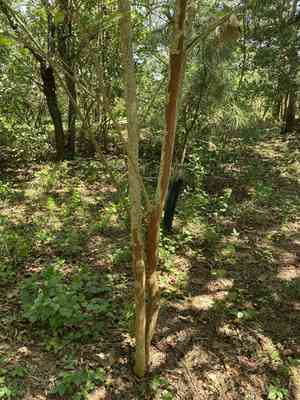 Crape myrtles (Lagerstroemia)(Lagerstroemia)