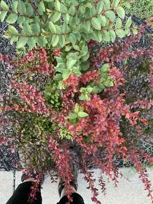Crape myrtles (Lagerstroemia)(Lagerstroemia)