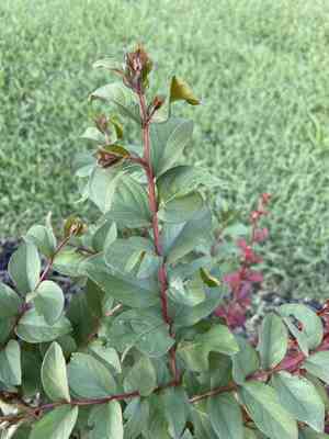 Crape myrtles (Lagerstroemia)(Lagerstroemia)