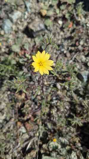 Lesser hareleaf(Lagophylla minor)