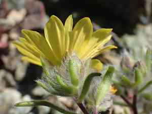 Lesser hareleaf(Lagophylla minor)