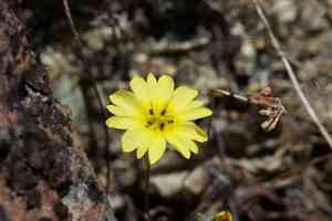 Lesser hareleaf(Lagophylla minor)