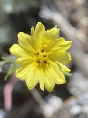 Lesser hareleaf(Lagophylla minor)