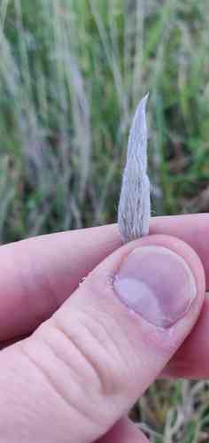 Hare's-tail grass(Lagurus ovatus)