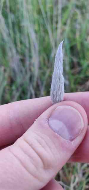 Hare's-tail grass(Lagurus ovatus)