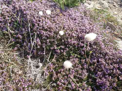 Hare's-tail grass(Lagurus ovatus)