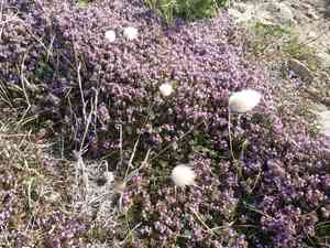 Hare's-tail grass(Lagurus ovatus)