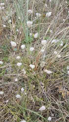 Hare's-tail grass(Lagurus ovatus)