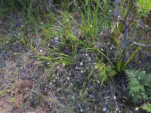 Hare's-tail grass(Lagurus ovatus)