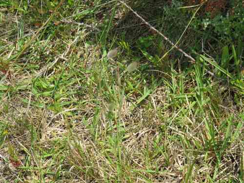 Hare's-tail grass(Lagurus ovatus)