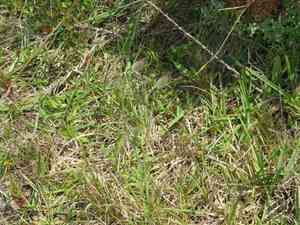 Hare's-tail grass(Lagurus ovatus)
