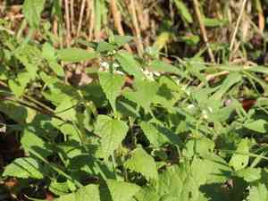 White deadnettle(Lamium album)