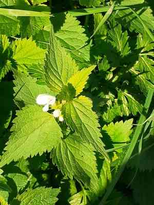 White deadnettle(Lamium album)