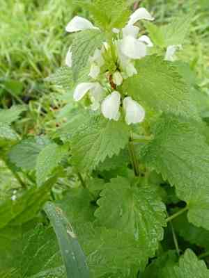 White deadnettle(Lamium album)