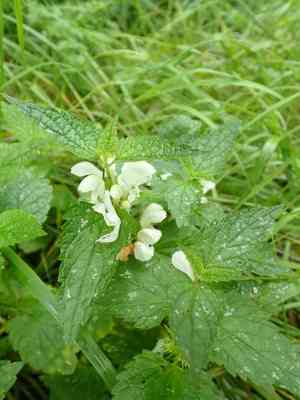 White deadnettle(Lamium album)