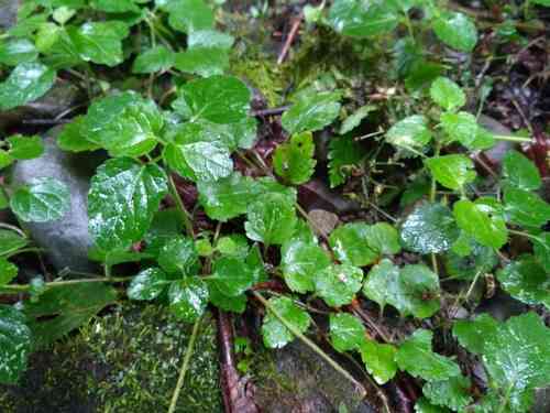 Yellow archangel(Lamium galeobdolon)