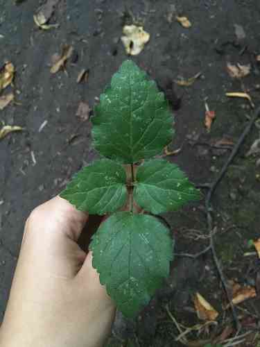 Yellow archangel(Lamium galeobdolon)