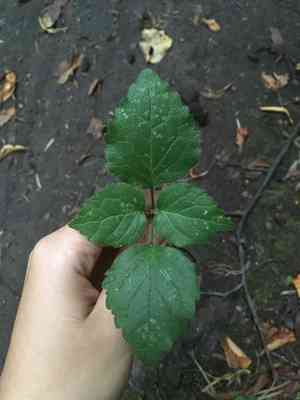 Yellow archangel(Lamium galeobdolon)
