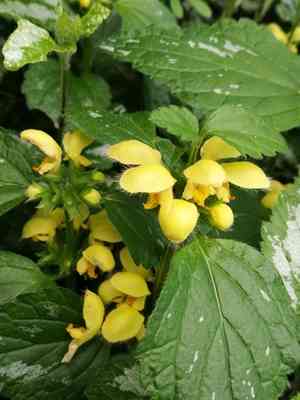 Yellow archangel(Lamium galeobdolon)
