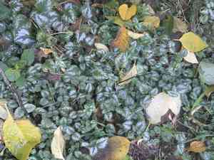 Yellow archangel(Lamium galeobdolon)