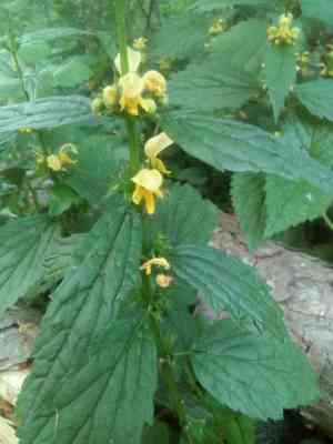 Yellow archangel(Lamium galeobdolon)