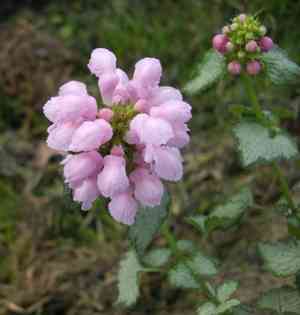 Spotted Dead Nettles(Lamium maculatum)