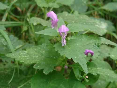 Spotted Dead Nettles(Lamium maculatum)