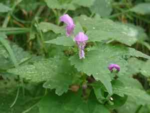 Spotted Dead Nettles(Lamium maculatum)