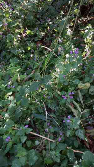 Spotted Dead Nettles(Lamium maculatum)