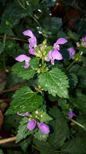 Spotted Dead Nettles(Lamium maculatum)