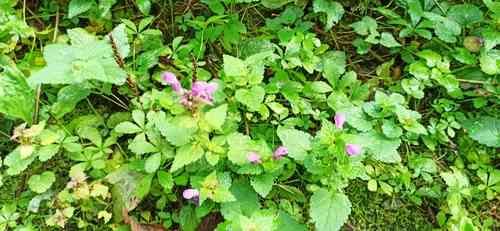 Spotted Dead Nettles(Lamium maculatum)