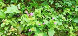 Spotted Dead Nettles(Lamium maculatum)