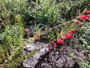 Lamourouxia rhinanthifolia(Lamourouxia rhinanthifolia)