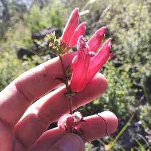 Lamourouxia rhinanthifolia(Lamourouxia rhinanthifolia)