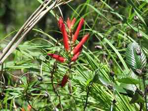 Lamourouxia rhinanthifolia(Lamourouxia rhinanthifolia)