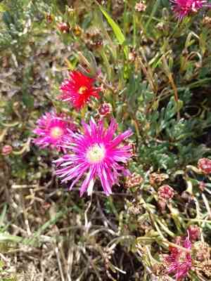 Trailing ice plant(Lampranthus spectabilis)