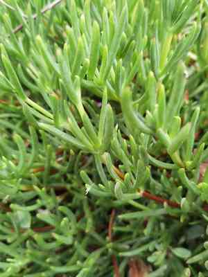 Trailing ice plant(Lampranthus spectabilis)