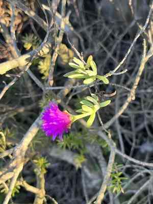 Trailing ice plant(Lampranthus spectabilis)
