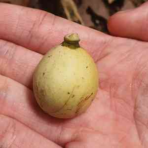 Langsat(Lansium domesticum)