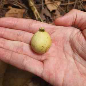 Langsat(Lansium domesticum)