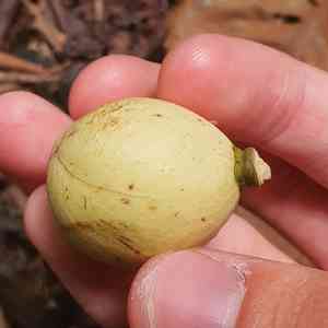 Langsat(Lansium domesticum)