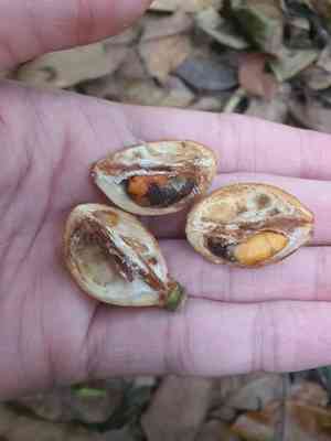 Langsat(Lansium domesticum)