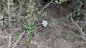 Brushland shrubverbena(Lantana achyranthifolia)